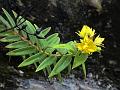 Narrow-Leaf Hypericum